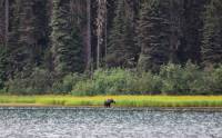 Moose am Ghost Lake