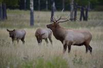 Hirsche bei Banff